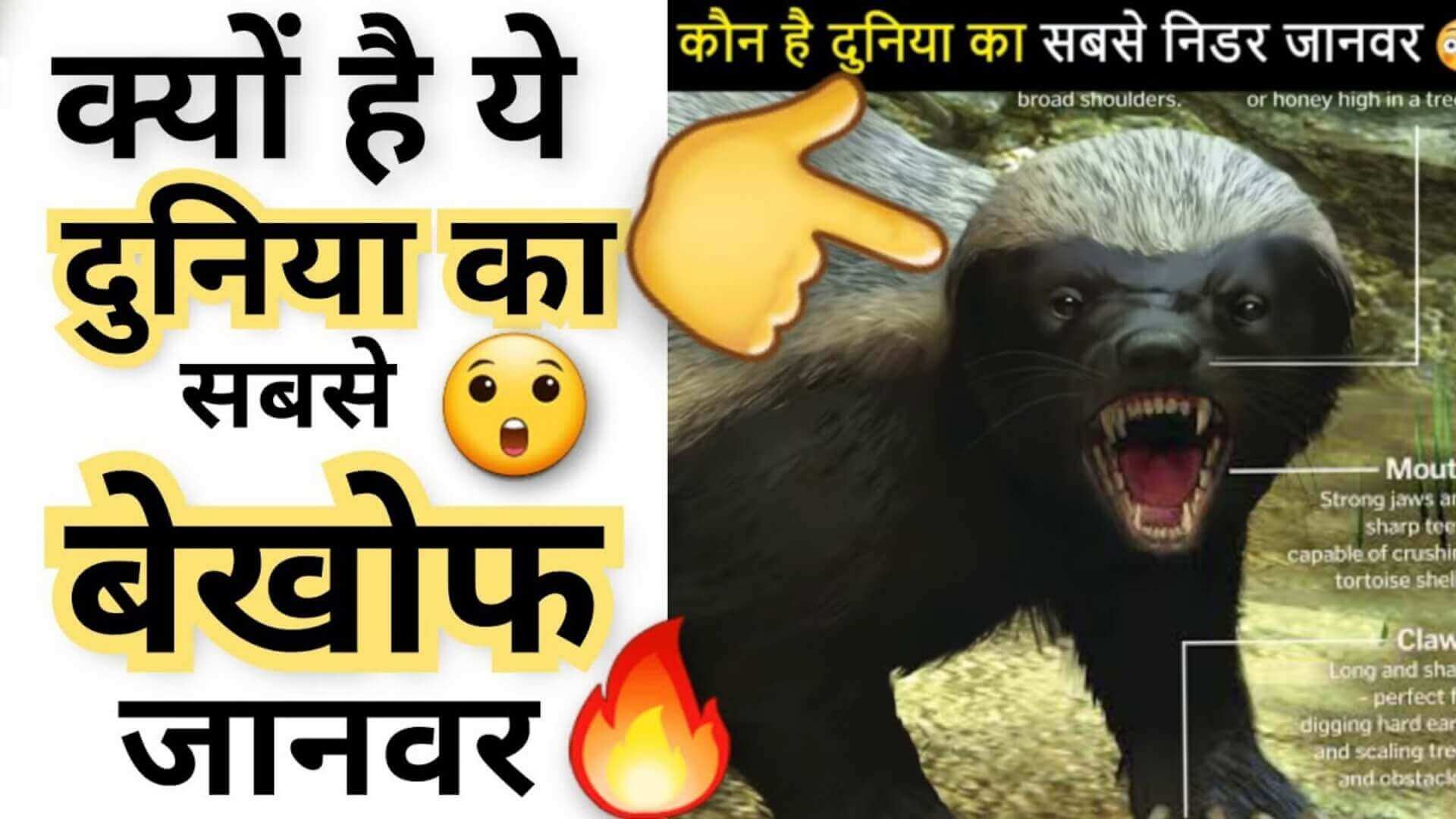 Honey Badger in Hindi – दुनिया का सबसे निडर ( बेख़ौफ़ ) जानवर कौन है ! -  Animals Facts