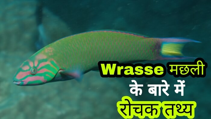 Facts About Wrasse Fish in hindi